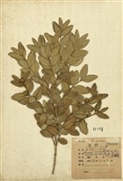 藏品(黃楊)的圖片